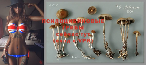 прущие грибы Армянск